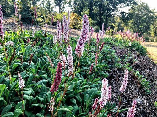 Rdest pokrewny Polygonum affine 