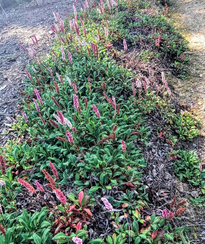 Rdest pokrewny Polygonum affine 