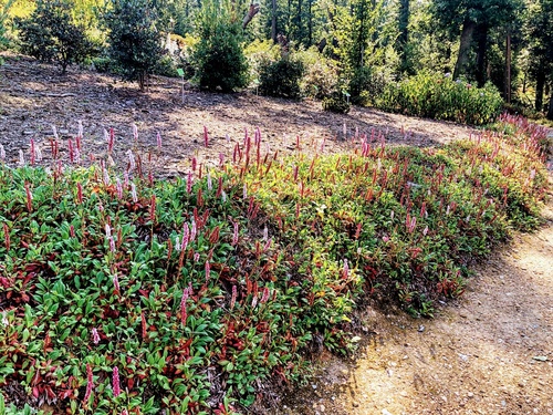 Rdest pokrewny Polygonum affine 