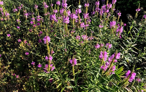 Odętka wirginijska 'Vivid' Physostegia virginiana