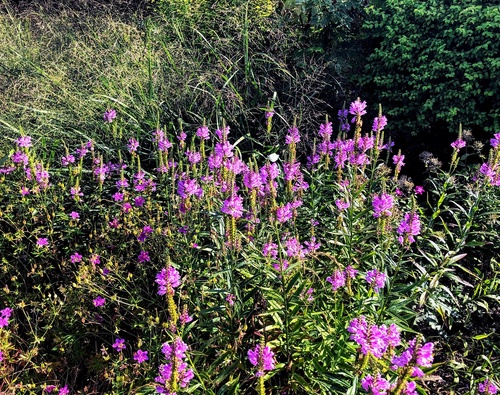 Odętka wirginijska 'Vivid' Physostegia virginiana