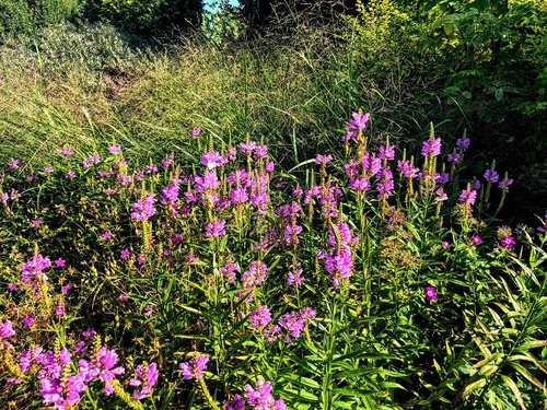 Odętka wirginijska 'Vivid' Physostegia virginiana