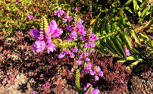 Odętka wirginijska 'Vivid' Physostegia virginiana