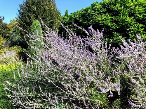  Perowskia łobodolistna (Perovskia atriplicifolia)zwana też szałwią rosyjską