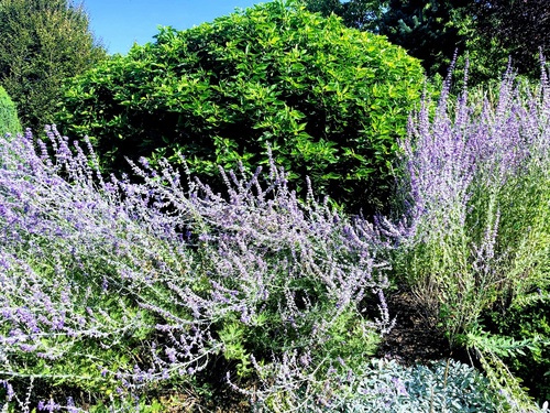  Perowskia łobodolistna (Perovskia atriplicifolia)zwana też szałwią rosyjską