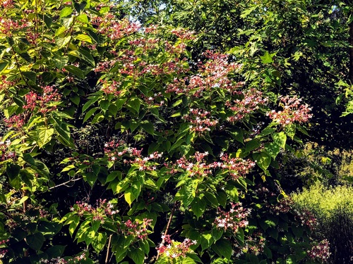 Szczęślin trójdzielny Clerodendrum Trichotomum