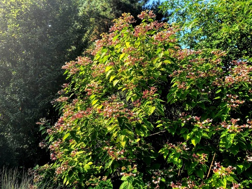 Szczęślin trójdzielny Clerodendrum Trichotomum