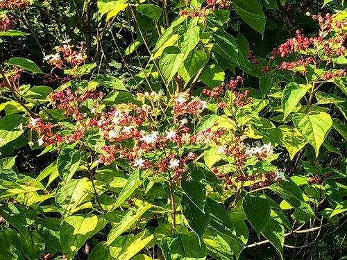 Szczęślin trójdzielny Clerodendrum Trichotomum