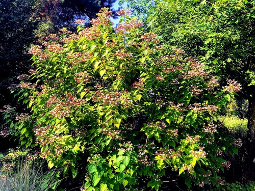 Szczęślin trójdzielny Clerodendrum Trichotomum