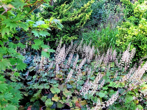 Żurawka Heuchera ,Bronze Beauty'