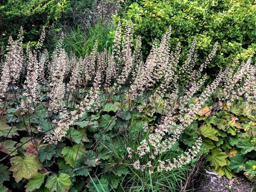 Żurawka Heuchera ,Bronze Beauty'