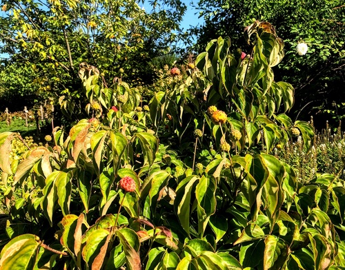 Dereń Kousa (Cornus Kousa) - idealny krzew na soliter