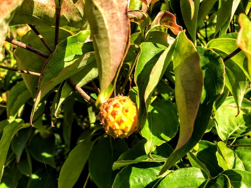 Dereń Kousa (Cornus Kousa) - idealny krzew na soliter