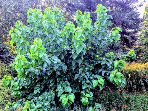 Morwa szerokolistna (Morus latifolia) 'Spirata'
