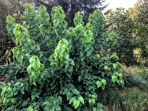 Morwa szerokolistna (Morus latifolia) 'Spirata'