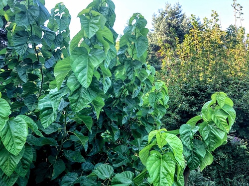 Morwa szerokolistna (Morus latifolia) 'Spirata'