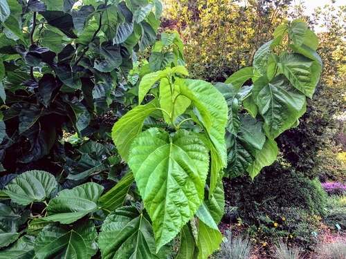 Morwa szerokolistna (Morus latifolia) 'Spirata'