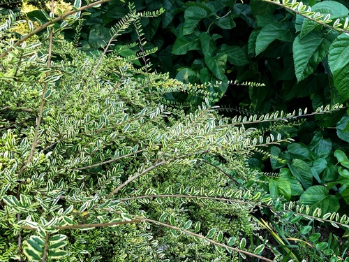 Suchodrzew mirtolistny (Lonicera nitida) - zimozielony,ozdobny krzew