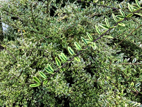 Suchodrzew mirtolistny (Lonicera nitida) - zimozielony,ozdobny krzew