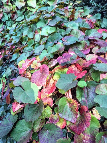 Winorośl japońska (Vitis coignetiae)