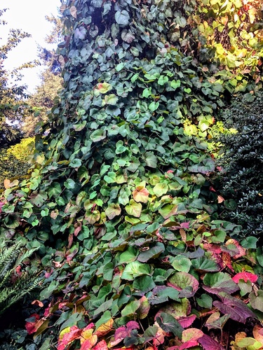 Winorośl japońska (Vitis coignetiae)