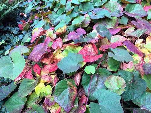 Winorośl japońska (Vitis coignetiae)