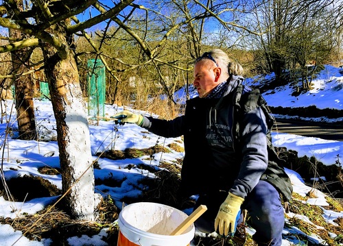 Pora bielenia drzewek owocowych - jak zrobić to poprawnie?