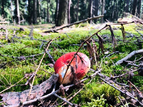 Krajowy Plan Odbudowy Zasob&oacute;w Przyrodniczych &ndash; inwestycja w bezpieczeństwo klimatyczne i ekologiczne