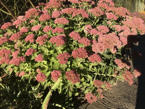 Rozchodnik okazały i rozchodnik Sedum (Xenox)