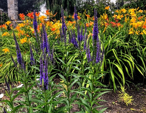 Przetacznik kłosowy (veronica spicata)