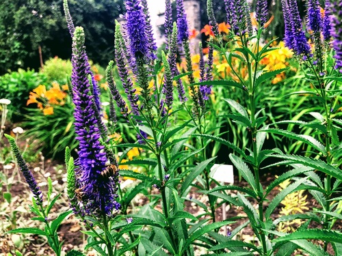 Przetacznik kłosowy (veronica spicata)