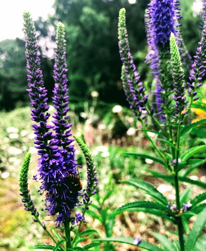 Przetacznik kłosowy (veronica spicata)