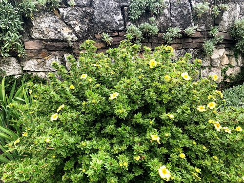 Pięciornik krzewiasty 'Goldstar’ Potentilla Fruticosa