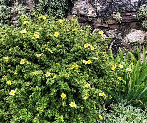 Pięciornik krzewiasty 'Goldstar’ Potentilla Fruticosa