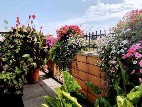 Ogród na balkonie – o tym nie możesz zapomnieć