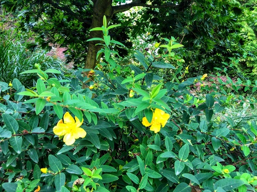 Dziurawiec wielokwiatowy (Hypericum kouytchense) 