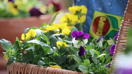 Wiosenny balkon jak mały ekosystem. Rośliny ozdobne i jadalne, które rosną razem