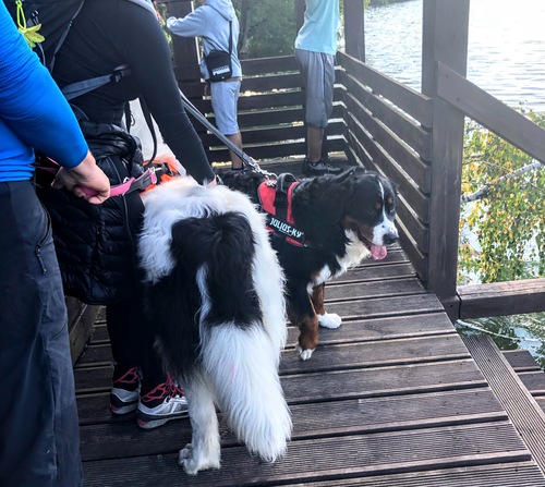 Seniorzy coraz częściej opiekunami zwierząt – pozytywny trend w Polsce