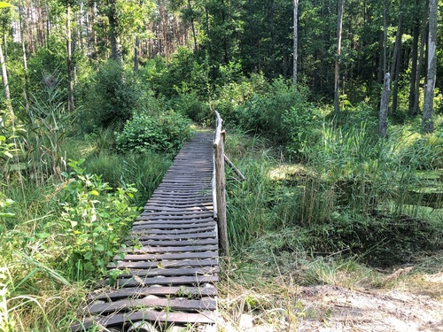 Las leczy – jak kąpiele leśne wspierają zdrowie i kreatywność