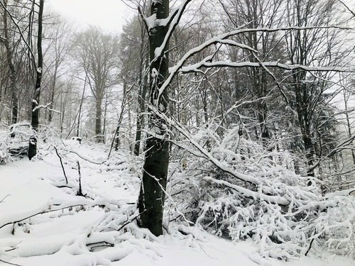 Zmiana klimatu, wylesianie i odpowiedzialne zakupy – co pokazują najnowsze badania