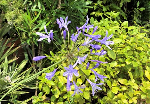 Agapant afrykański ( Agapanthus africanus)