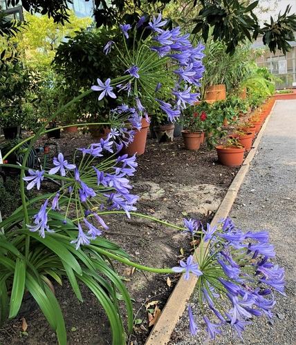 Agapant afrykański ( Agapanthus africanus)