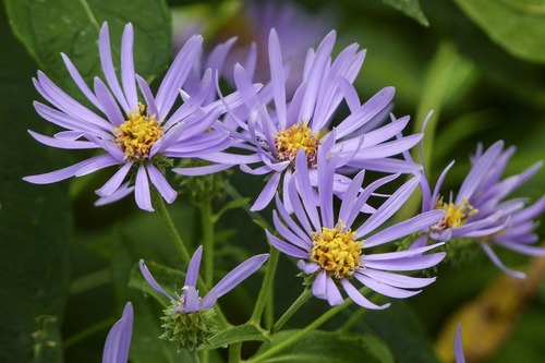 aster alpejski, kwiat fioletowy 