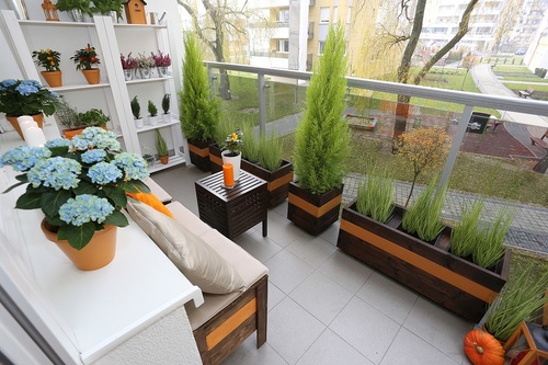rośliny idealne na balkon