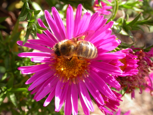 Rośliny przyjazne pszczołom - aster 
