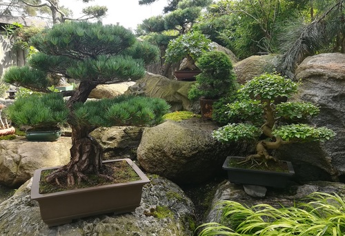 jak urządzić ogród w stylu japońskim 