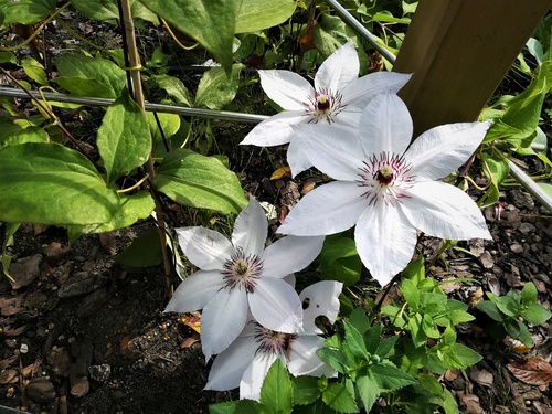 pnącza światłolubne/ clematis powojnik 