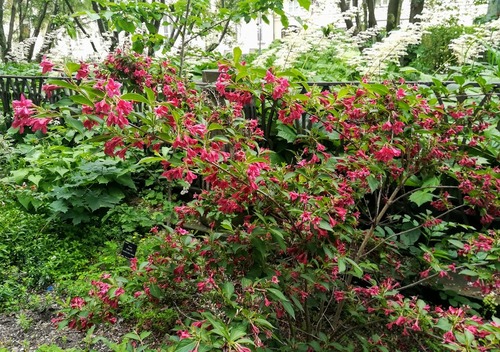 Weigela (Krzewuszka cudowna) Eva Rathke