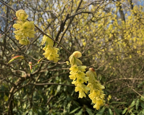 Ozdobne krzewy, które kwitną na żółto wczesną wiosną /leszczynowiec chiński