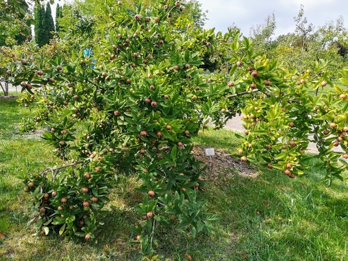 Nieszpułka zwyczajna (Mespilus germanica)